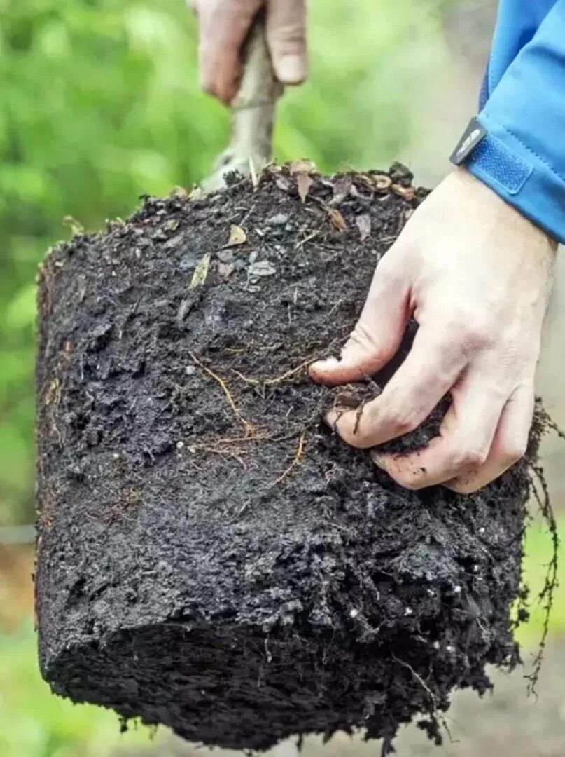 Можно ли пересадить дерево. Выкопка посадочного материала. - Выкапывание посадочного материала. Пересаживание растения с комком почвы. Выкопка саженцев.