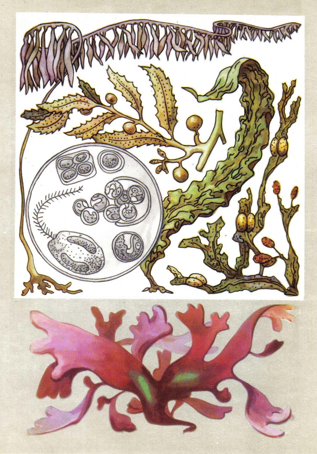 Учебник водоросли. Водоросли ламинария рисунок. Строение водоросли макроцистис. Зарисовка растений водорослей мокроцист. Наиболее древние водоросли.