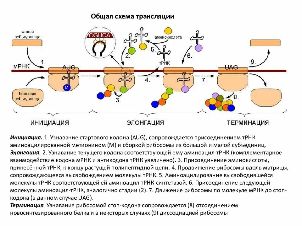 Биосинтез белка трансляция инициация элонгация терминация. Цикл элонгации трансляции рибосомы. Инициация элонгация терминация схема. Этапы синтеза белка (инициация, элонгация, терминация) биохимия. Инициация белка