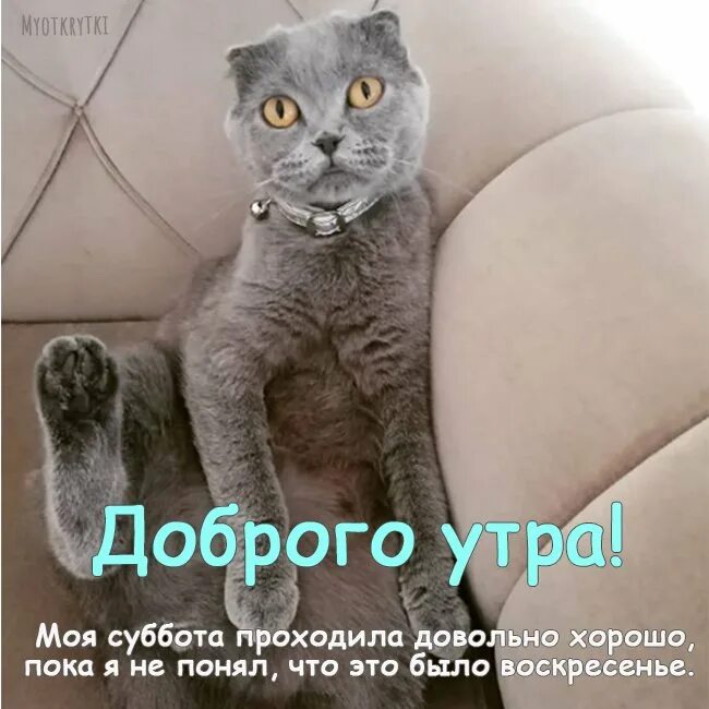 Утро воскресенья прикольные картинки. Доброе утро воскресенье прикольные. Воскресенье доброе утро приколы. Пока доброе утро воскресенье. Доброе утро воскресенье смешные картинки.