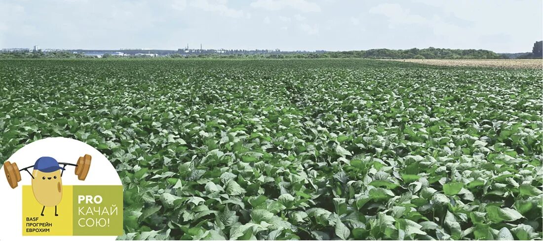 лидеры по производству сои. технологические возделывания сои. выращивание сои в россии карта. регионы возделывания сои в россии. поля сои в краснодарском крае.