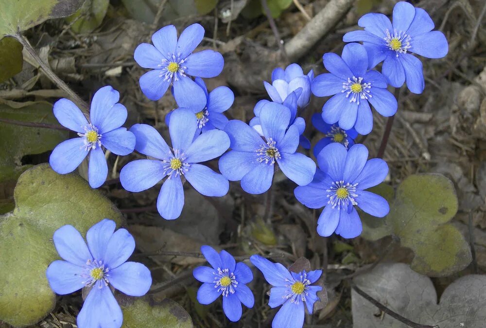 Печеночница благородная красная книга. Печеночница благородная (hepatica Nobilis). Печеночница благородная печеночница благородная. Подснежник печеночница. Печеночница красная.