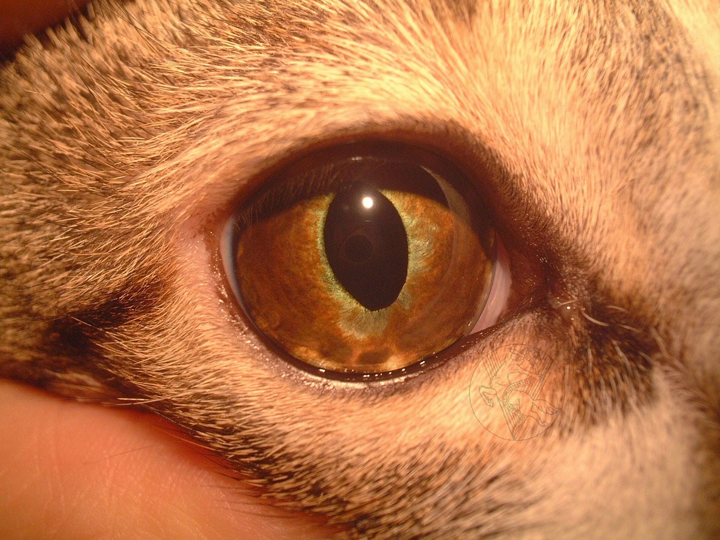 Желтыми как кошачьи глаза какое средство. Кератит, конъюнктивит, увеит). Конъюнктивит кератит иридоциклит. Кератит кератоконъюнктивит. Кератит увеит иридоциклит.