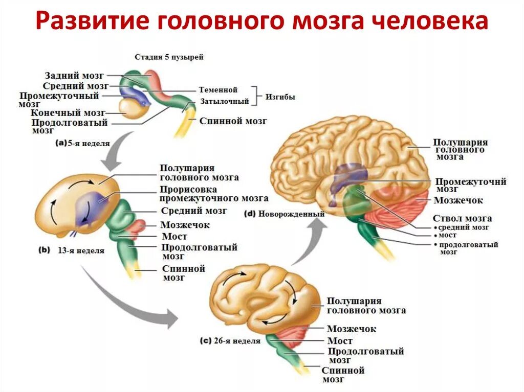 Схему развития головного мозга человека. Стадии развития головного мозга человека анатомия. Изобразите схему развития головного мозга человека. Закономерности созревания структур мозга в онтогенезе..