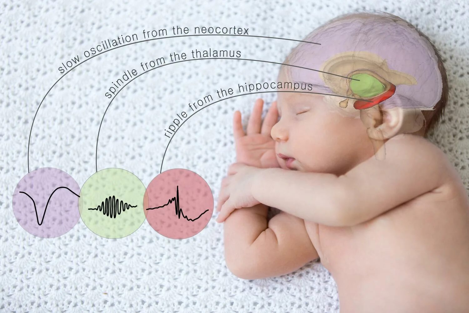 Головной мозг ребенка. Биоритмы головного мозга. Мозговая активность ребенка. Влияние на деятельность мозга..