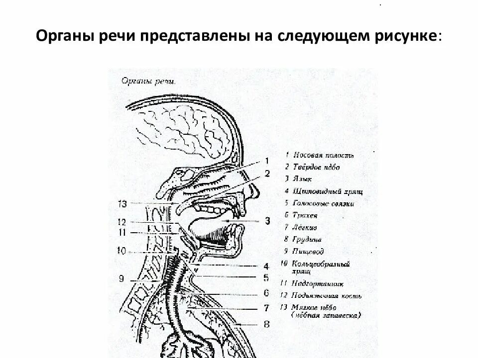 Неподвижные органы речи. Патология органов речи. Неподвижные органы речи. Анатомия органов речи. Неподвижные органы речи.