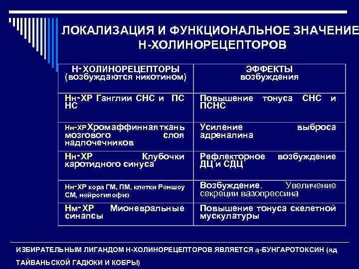 Эффекты холинорецепторов. Эффекты при активации холинорецепторов. Классификация и локализация холинорецепторов. Эффекты возбуждения н-холинорецепторов. М1 холинорецепторы локализация.