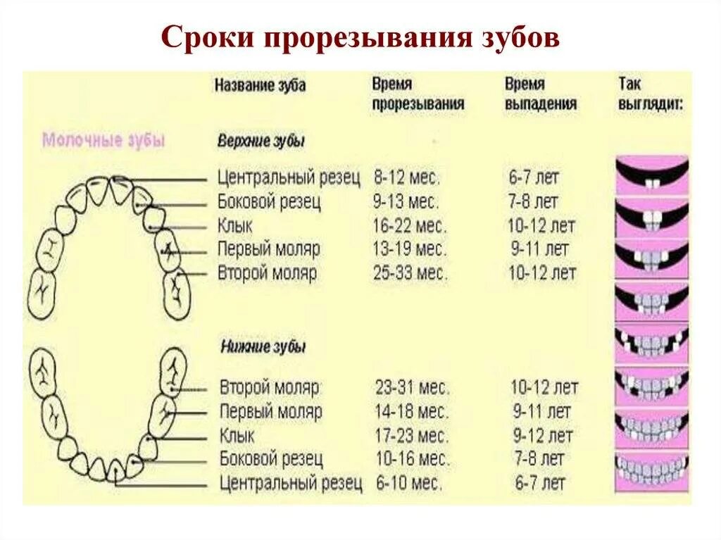 Почему выпадают зубы у взрослого. Сроки прорезывания первых молочных зубов. Зубы сроки прорезывания молочных зубов у детей. Зубы у детей сроки прорезывания коренных. Сроки прорезывания 5 молочных зубов.