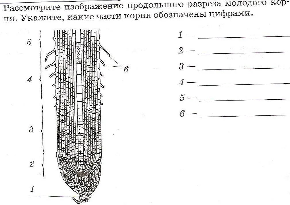 Строение корня зоны. Зоны корня продольный срез. Внутреннее строение корня зоны корня. Строение корня рисунок биология 6 класс.