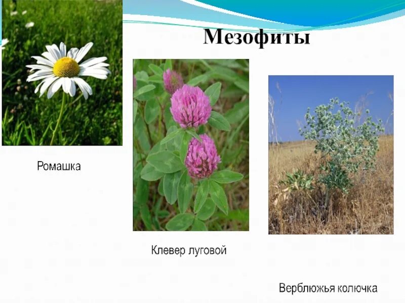 К мезофитам относятся растения. Экологические группы мезофиты. вечнозеленые мезофиты. мезофиты эфемеры. растения мезофиты.