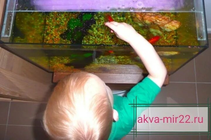 Аквариум для детей. Дети кормят рыбок. Кормление аквариумных рыбок. Кормление рыб в аквариуме. Увидел рыбок в аквариуме