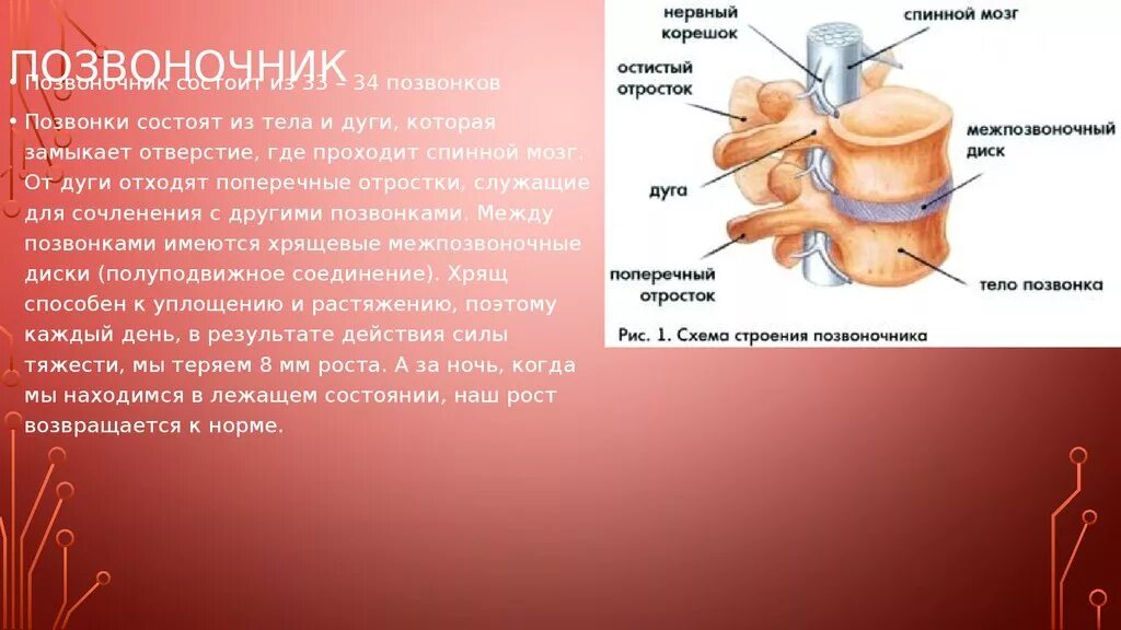 Хрящевые диски между позвонками. Спинной мозг тело позвонка. Строение позвоночника тело дуга отросток. Межпозвогочный диск спинной МОЗ.