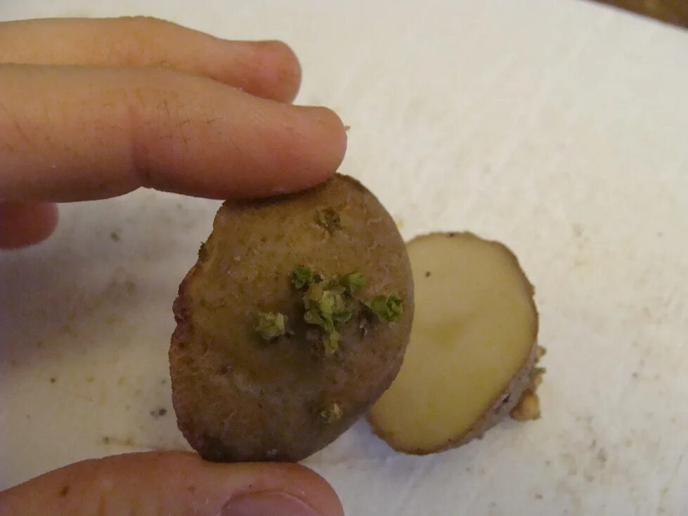 Режем картофель перед посадкой. Посадка картофеля. Разрезанный клубень картофеля. Посадка картофеля резаными клубнями. Разрезать картофель посадка.