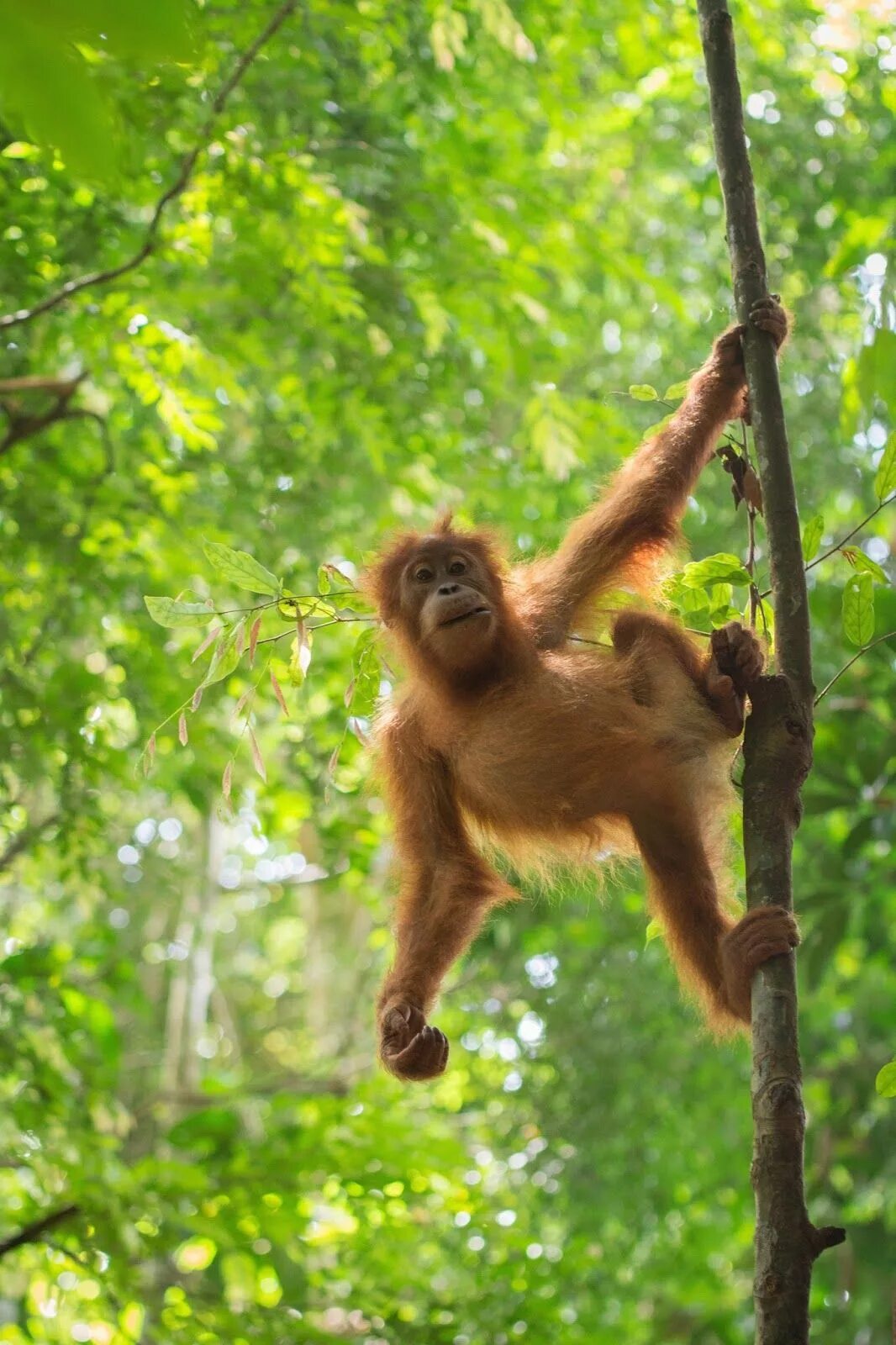 A chimp can climb