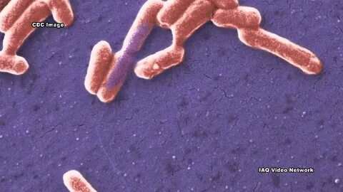 Enterobacteriaceae spp