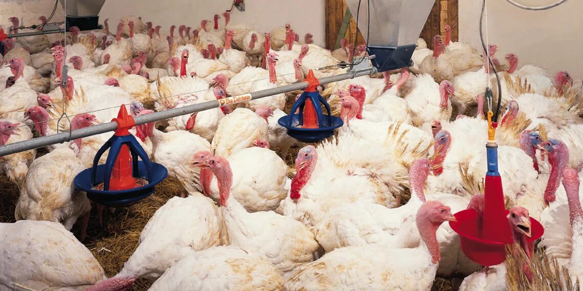 Индюшата пищат