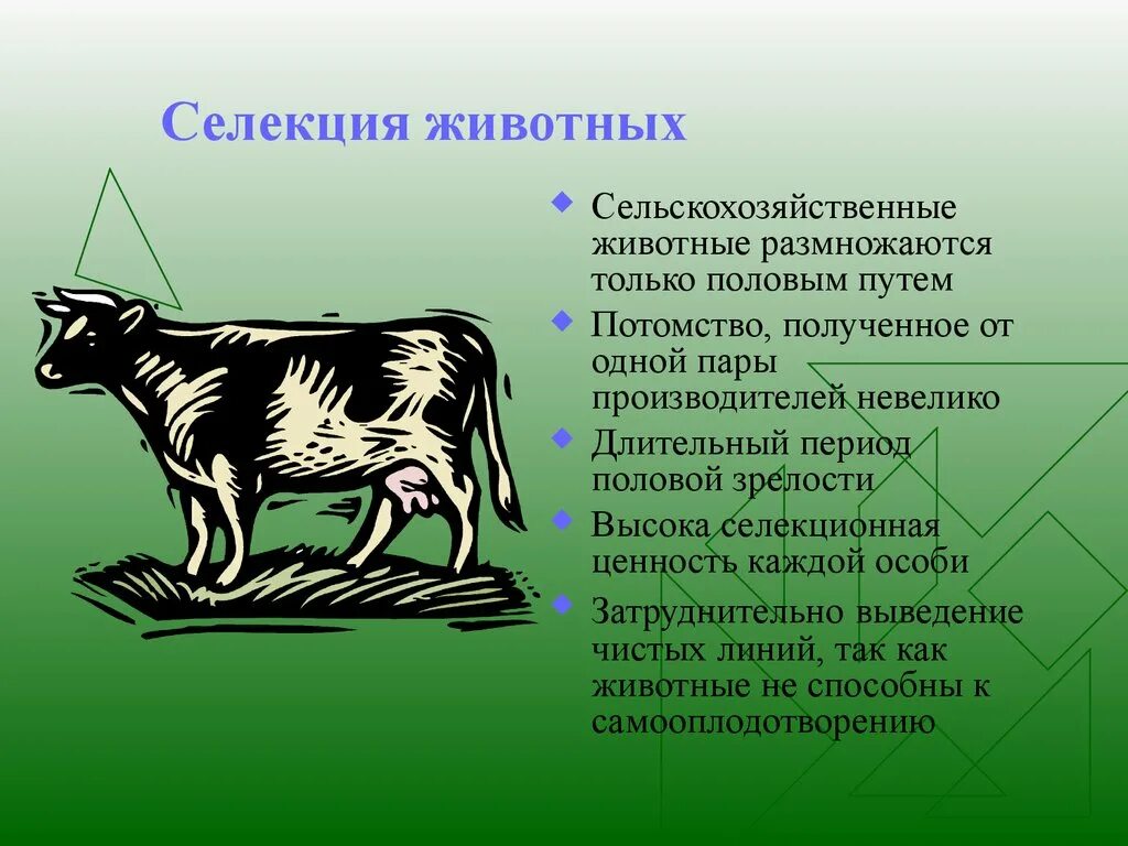 Чистая линия это потомство. Селекция животных. Селекция животных это в биологии. Селекция сельскохозяйственных животных. Животные в сельском хозяйстве в селекции.