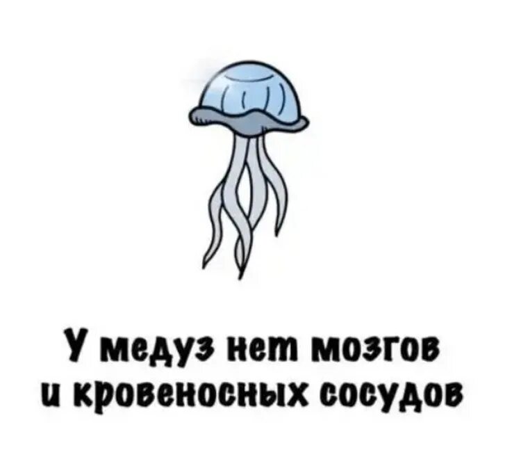 У медузы нет мозга. У медуз нет мозгов. У медуз нет мозгов и кровеносных сосудов.. У медуз нет мозга и сердца. У медузы есть мозги