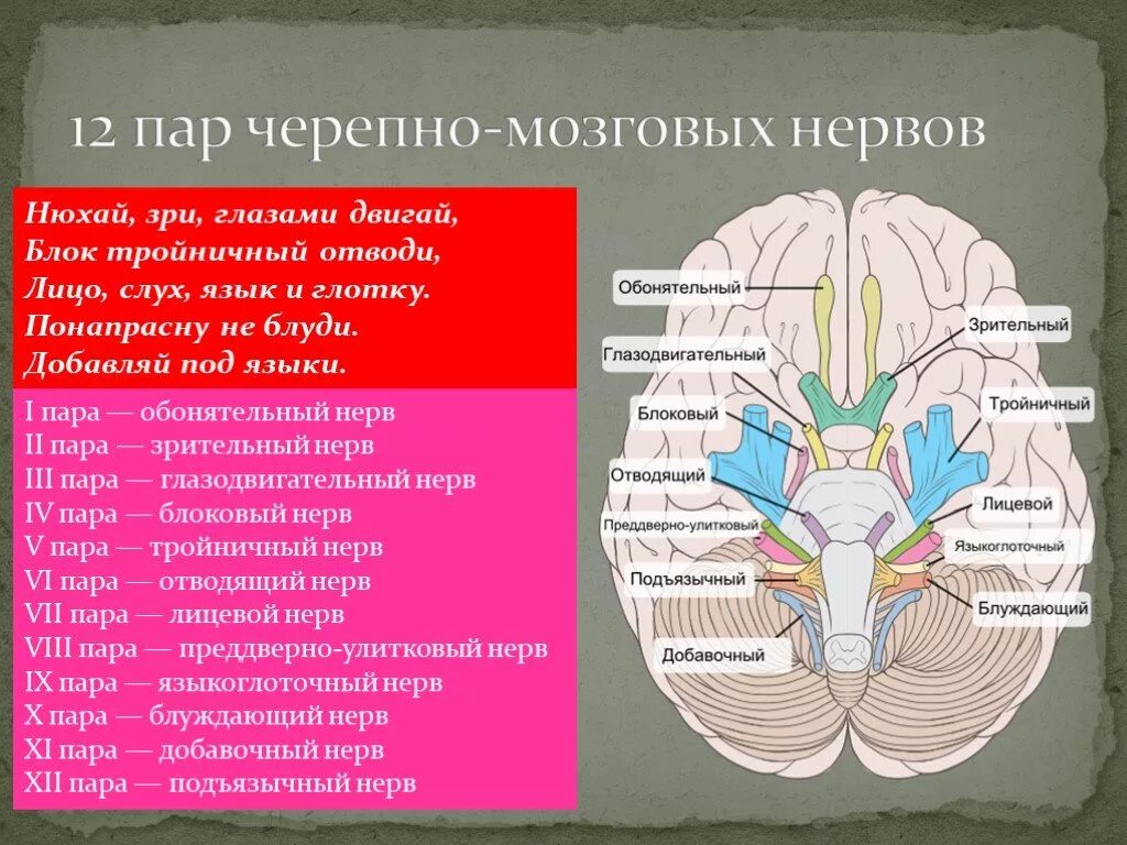 Сколько пар нервов от головного мозга