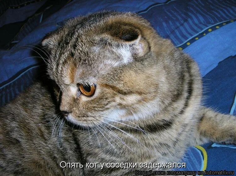 Кот опять. Доброе утро васенька. можно выспаться. опять этот кот.