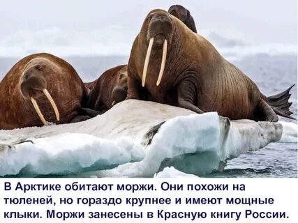 Книга морж