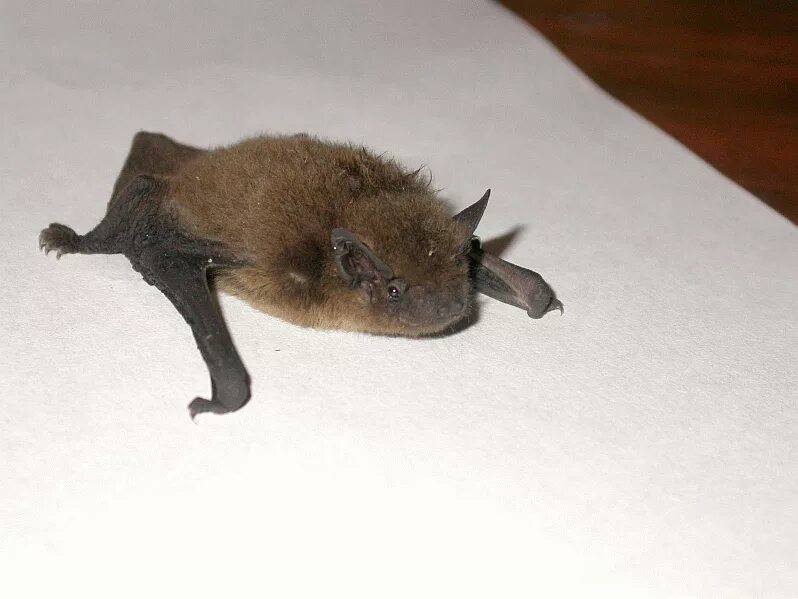 нетопырь-карлик. летучая мышь нетопырь. нетопырь лесной (pipistrellus nathusii). нетопырь-карлик. нетопырь натузиуса.