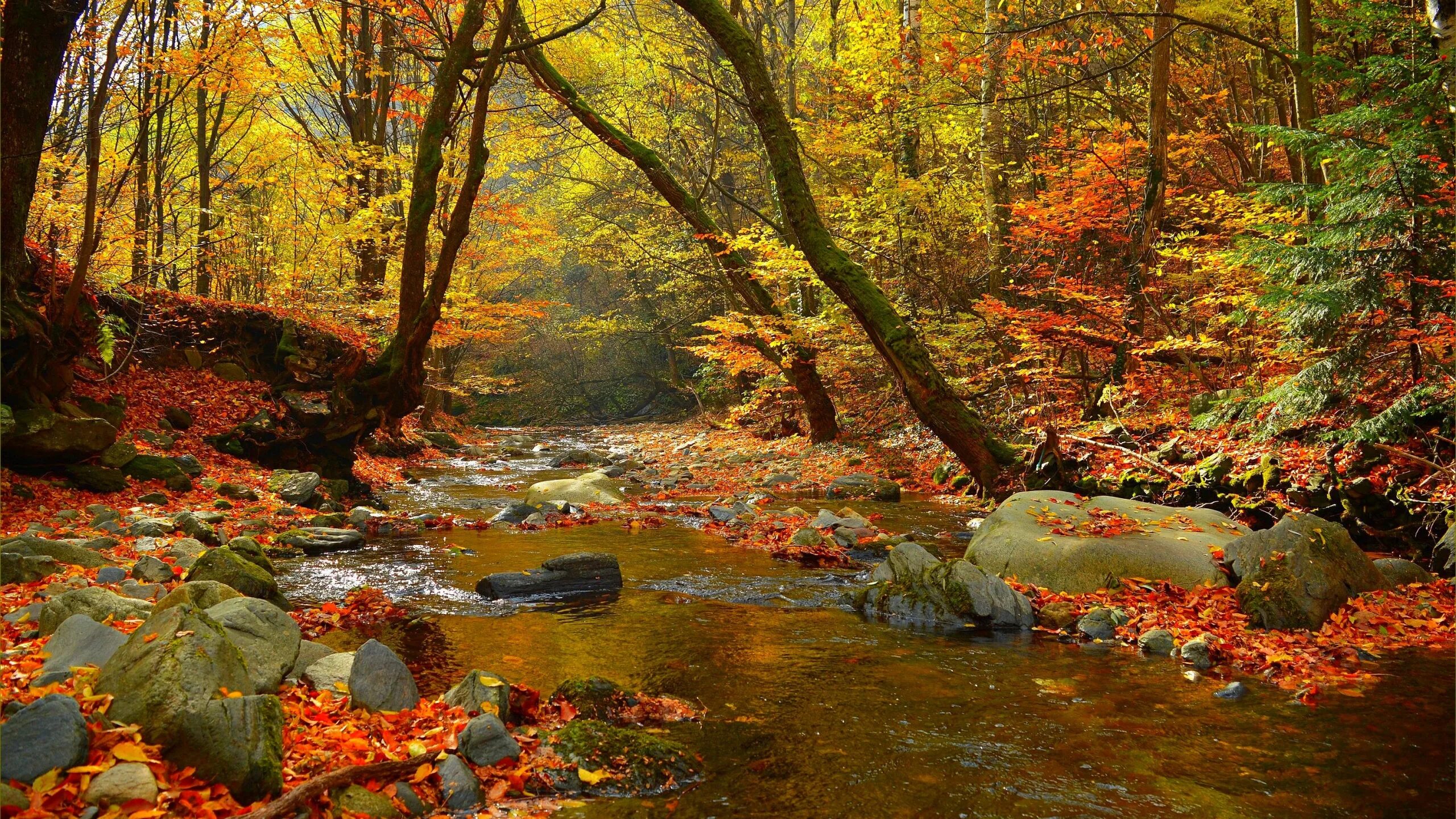 Осенние разбор. Осень в лесу. Осенний лес. Осень лес ручей. Фон для рабочего стола природа осень.