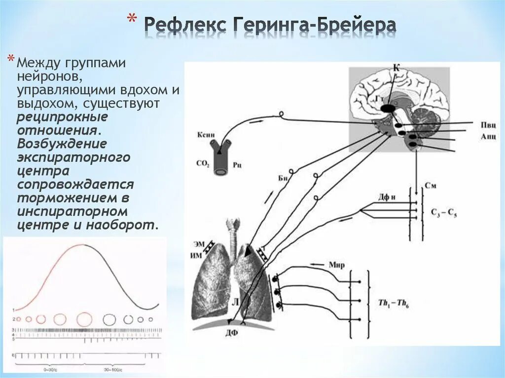 Дыхательные рефлексы человека. Рефлекс Геринга-Брейера в регуляции дыхания. Схема рефлекса Геринга-Брейера. Рефлекс Геринга Брейера рефлекторная дуга. Рефлекс Геринга-Брейера это рефлекс.