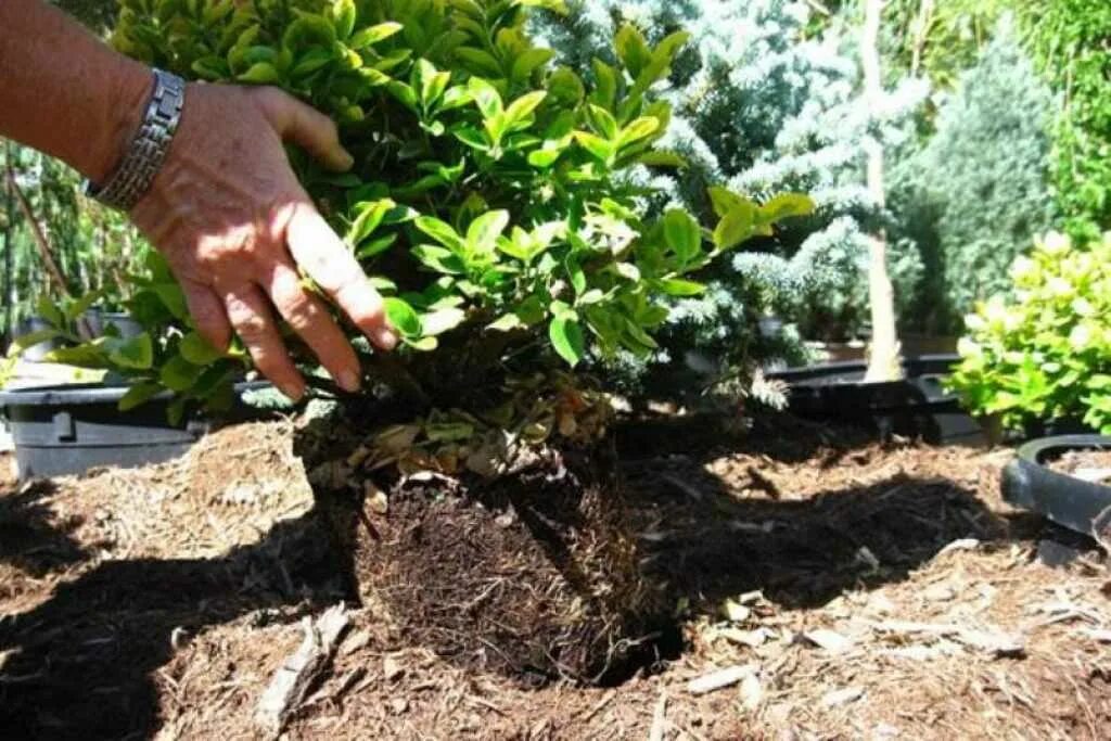 Как посадить жимолость весной в открытый. Жимолость каприфоль саженцы. жимолость посадка. жимолость куст саженец. жимолость куст посадка.