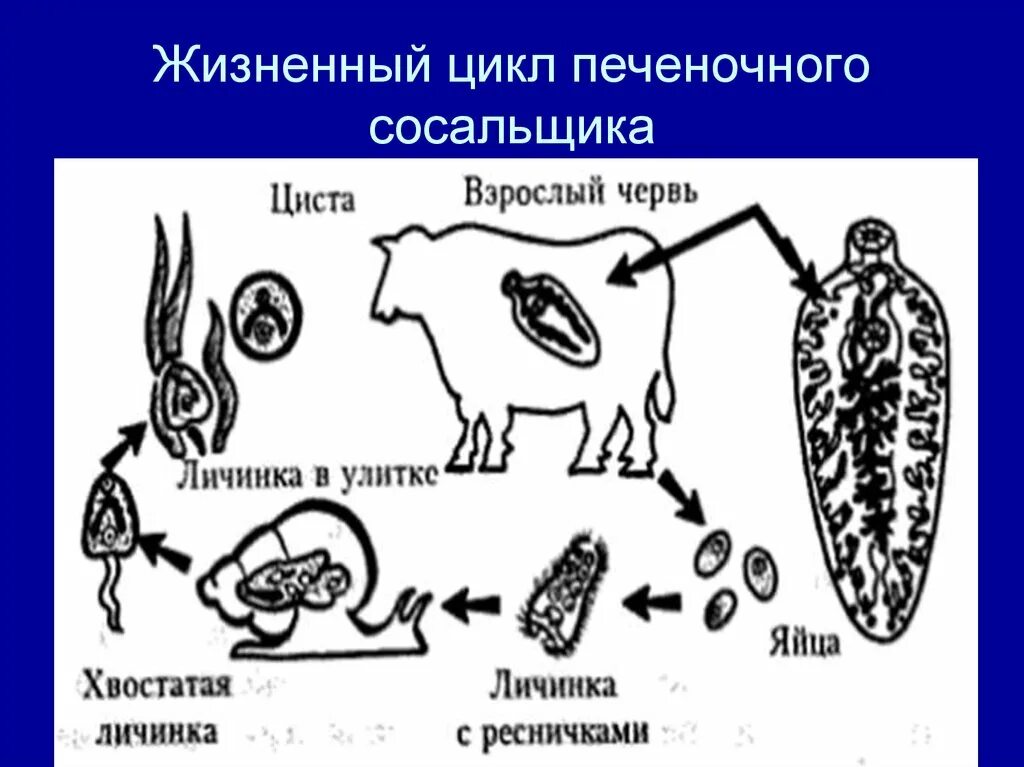 Последовательность жизненных стадий печеночного сосальщика. Жизненный цикл печеночного сосальщика рисунок. Цикл развития печеночного сосальщика циста. Стадия развития печеночного сосальщика - циста?. Жизненный цикл паразита печёночный сосальщик.