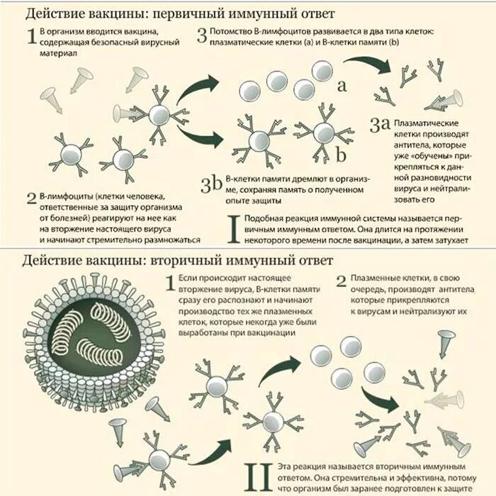 Сколько заразные после коронавируса. Схема действия вакцины. Иммунологические механизмы действия вакцин. После вакцины от коронавируса. Безопасность вакцин от коронавируса.