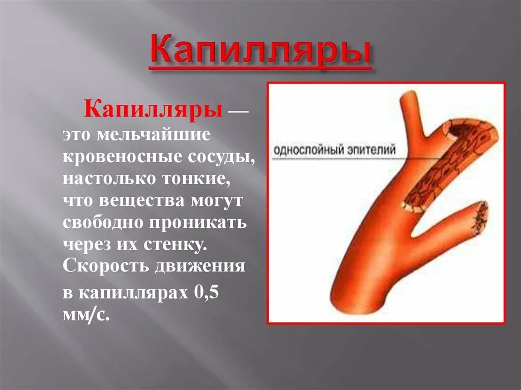 Чем характеризуются сосуды