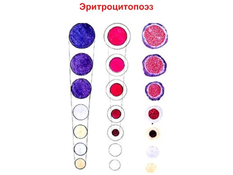 Эритроцитопоэз. Эритроцитопоэз