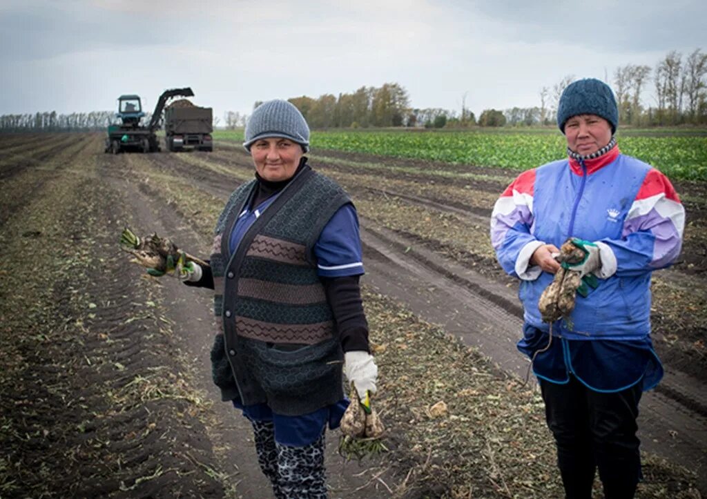 Сельским женщинам сократят рабочий день. Сельским женщинам сократят рабочий день. Кузоватово сельчанка. Женщины в сельском хозяйстве. Труд на селе.