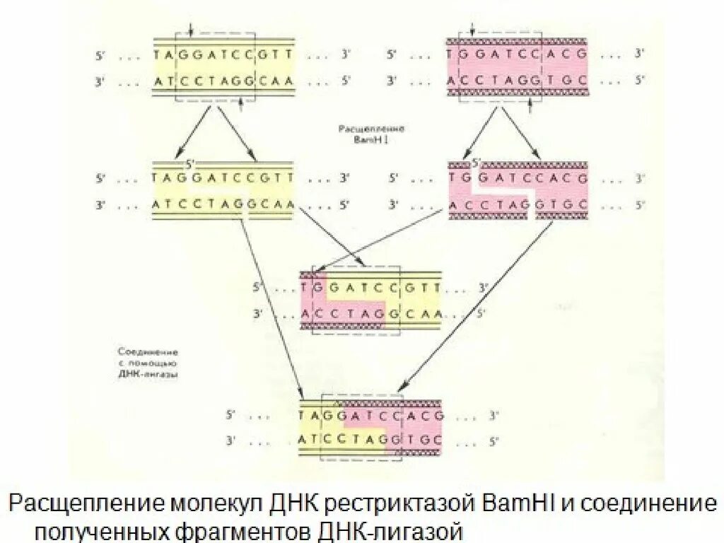 Ферменты расщепляющие днк. Схема расщепления ДНК. Расщепление молекулы ДНК. Расщепление ДНК рестриктазами. Расщепление ДНК С помощью рестриктаз.