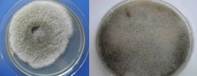 Mucor микробиология. Плесень мукор. Mucor racemosus. Mucor микроскоп. Мукор рацемозус.