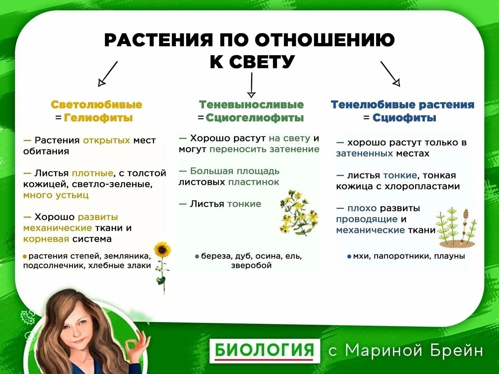 Экологическая группа светолюбивых растений. Группы растений по отношению к свету. Гелиофиты светолюбивые растения. Экологические группы растений светолюбивые теневыносливые. Экологическая группа тенелюбивых растений