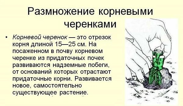 Способ размножения яблони. Черенкование корневыми черенками. способ размножения корневыми черенками. размножение отводками и прививкой. как размножить корневыми черенками.