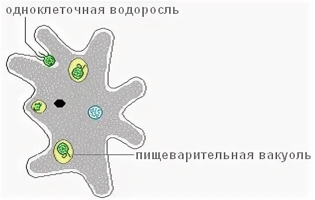 Функция пищеварительной вакуоли у амебы