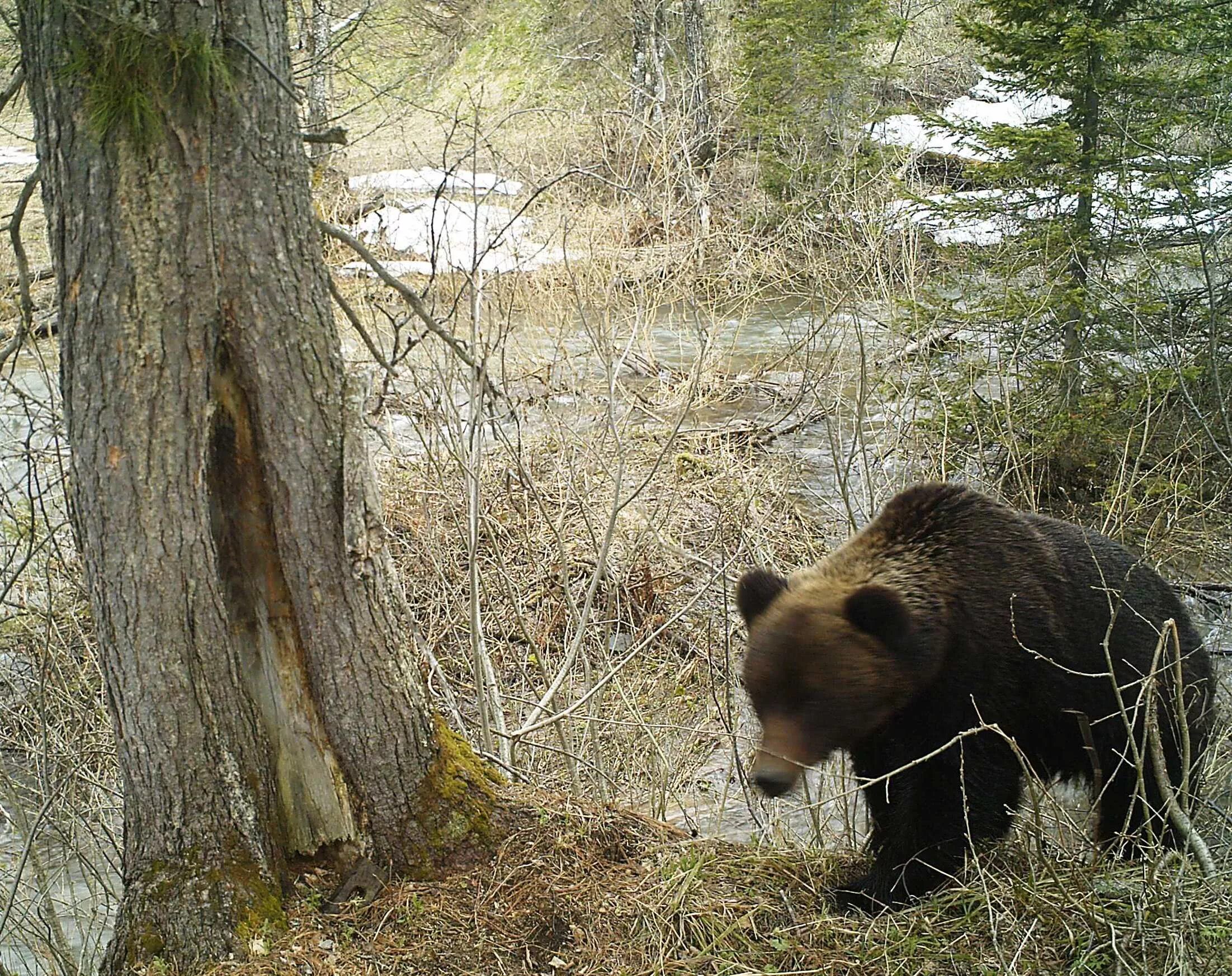 Медведь весной картинки. Кузнецкий Алатау бурый медведь. Кузнецкий Алатау медведи. Медведь весной. Медведь весной в лесу.