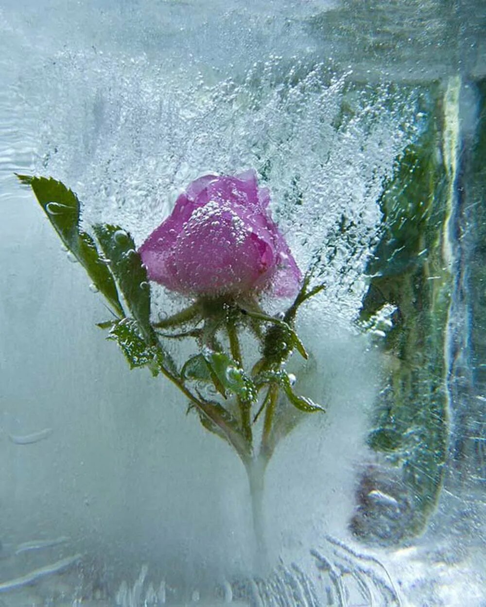 Цветы на воде. Цветы в теплой воде. Цветы в теплой воде. Цветы дождя. Цветы во льду.