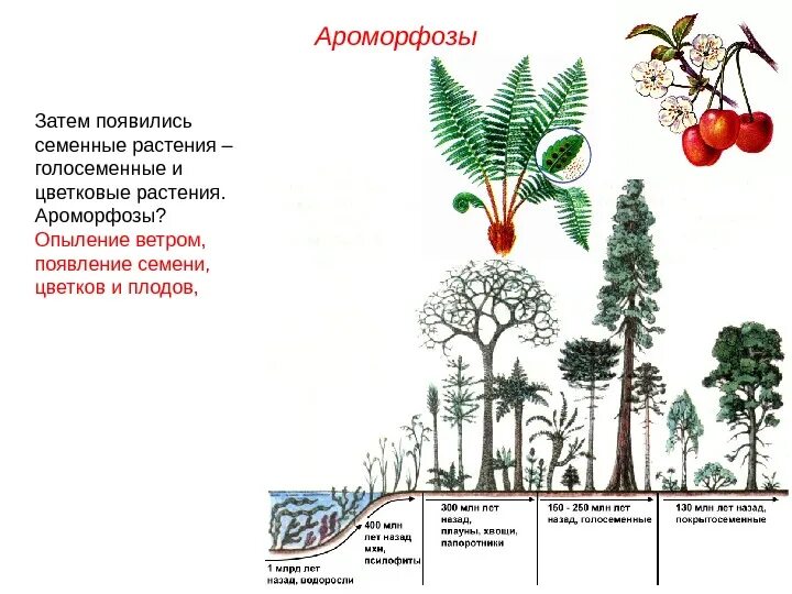 Ароморфоз корня голосеменных. Эволюция папоротники Голосеменные. Ароморфозы сосны обыкновенной. Ароморфозы голосеменных и покрытосеменных.