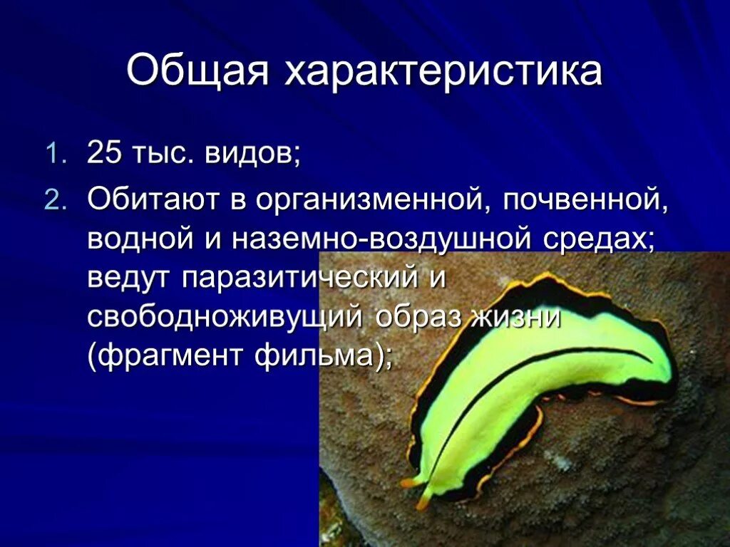 Свободноживущие плоские черви признаки. Образ жизни плоских червей. Плоские черви водные. Образ жизни свободноживущих плоских червей. Образ жизни плоского червя.