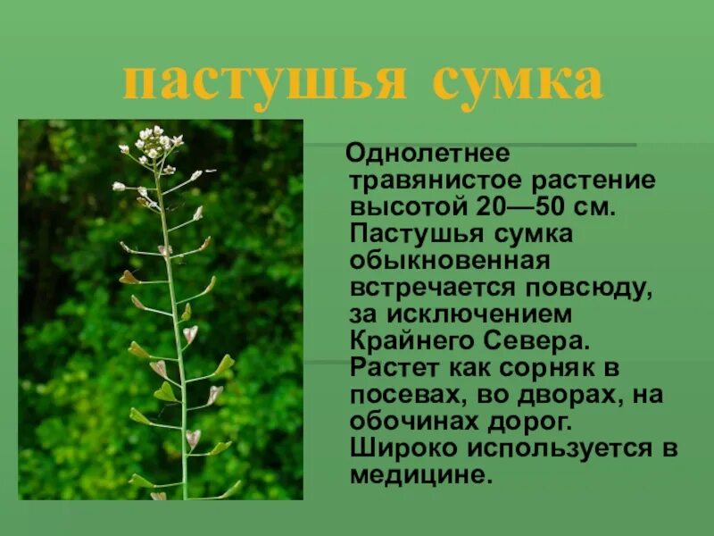 Травянистое растение 3 буквы. Пастушья сумка ядовитое растение. Пастушья сумка трава описание. Пастушья сумка описание растения. Пастушья сумка однолетнее.