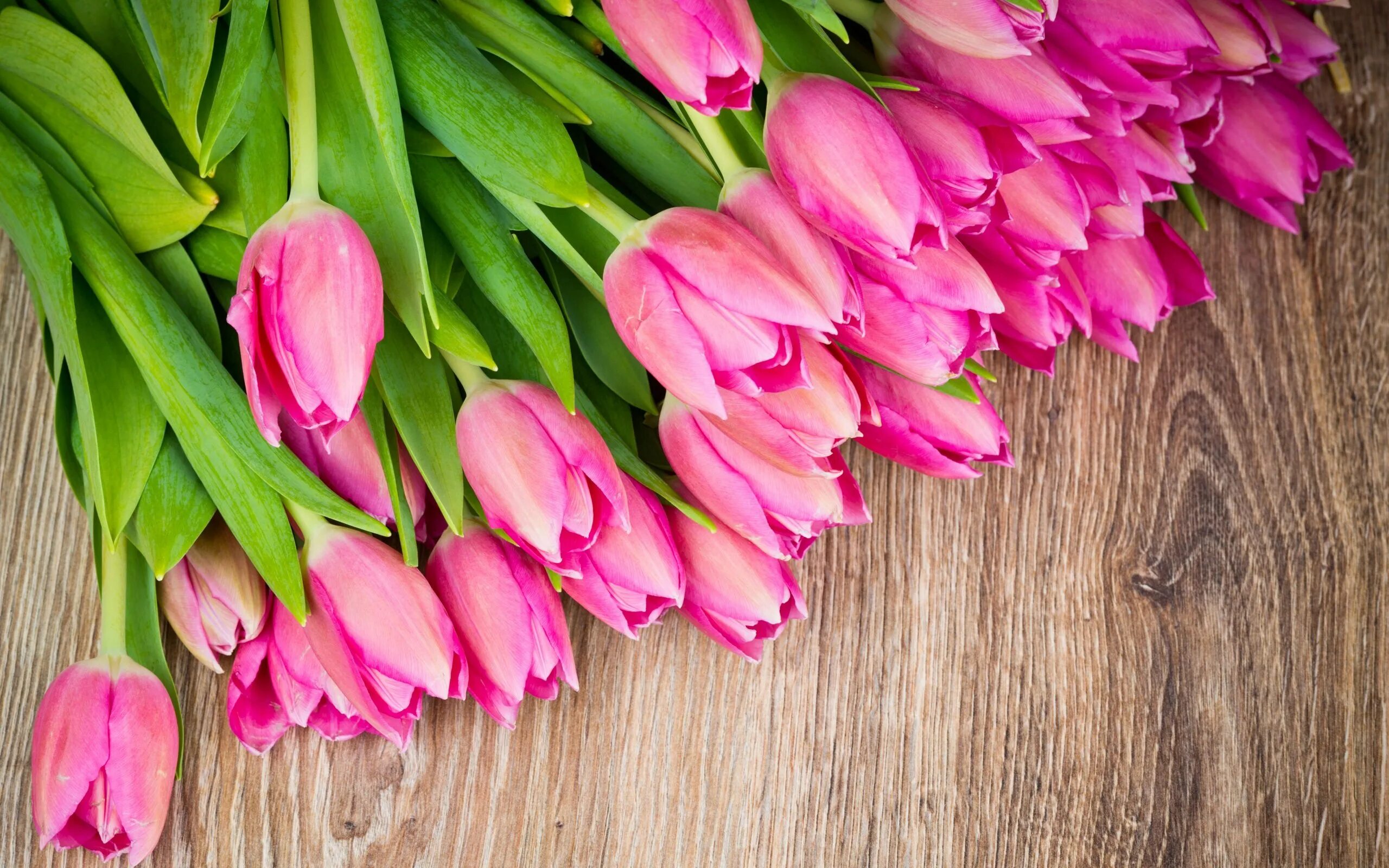 Розовые тюльпаны. Ярко розовые тюльпаны. Весенние цветы тюльпаны. Обои на рабочий стол тюльпаны. Тюльпаны бердск