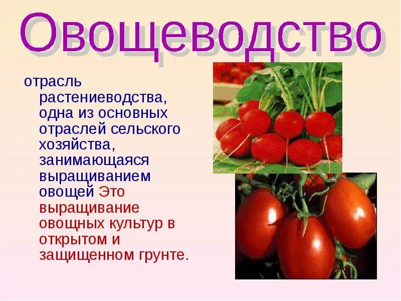 Какая какое овощеводство. Отрасли растениеводства. Отрасли растениеводства овощеводство. Растениеводство презентация. Проект на тему овощеводство.