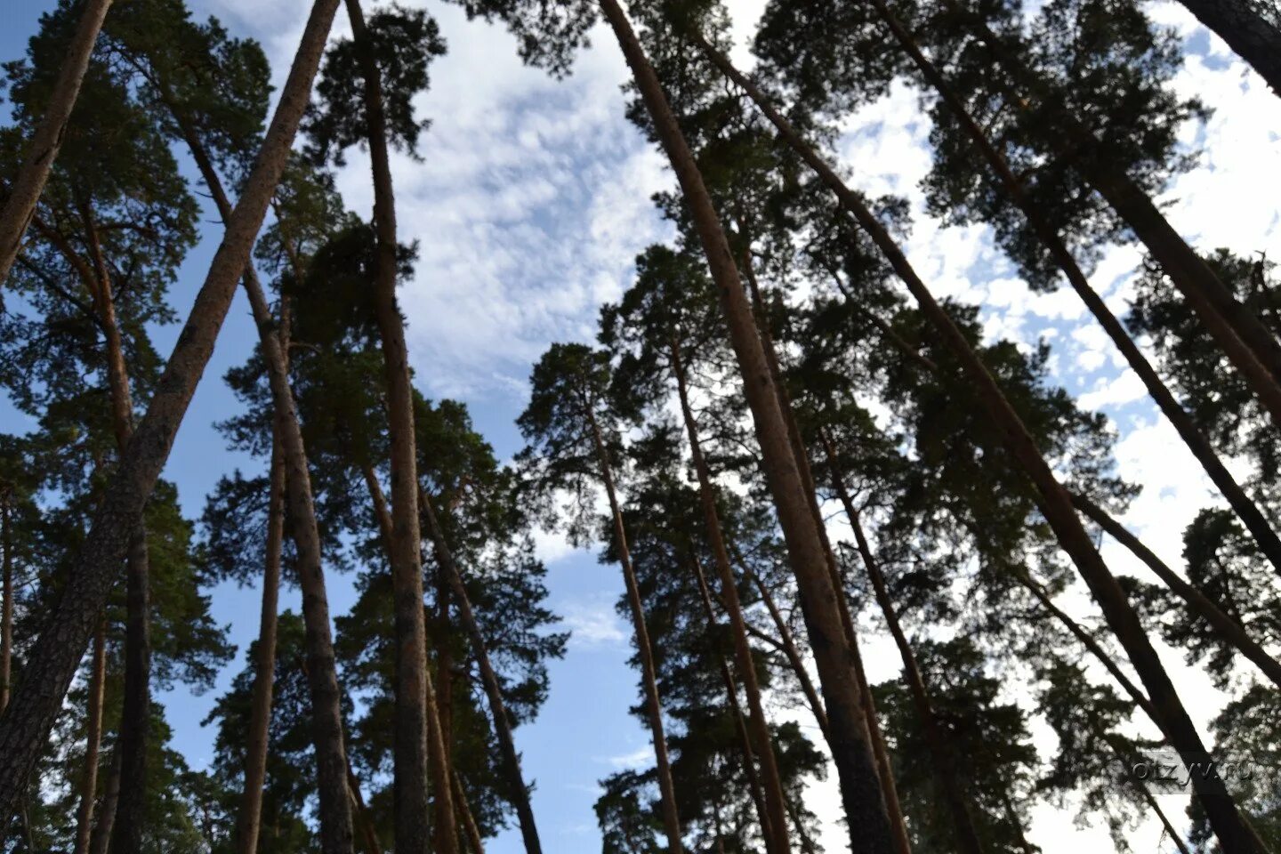 Сосновый лес Солотча. Солотча Рязань. Лысая гора Солотча. Коттеджный посёлок Лукоморье Рязань Солотча. Поселок солотча