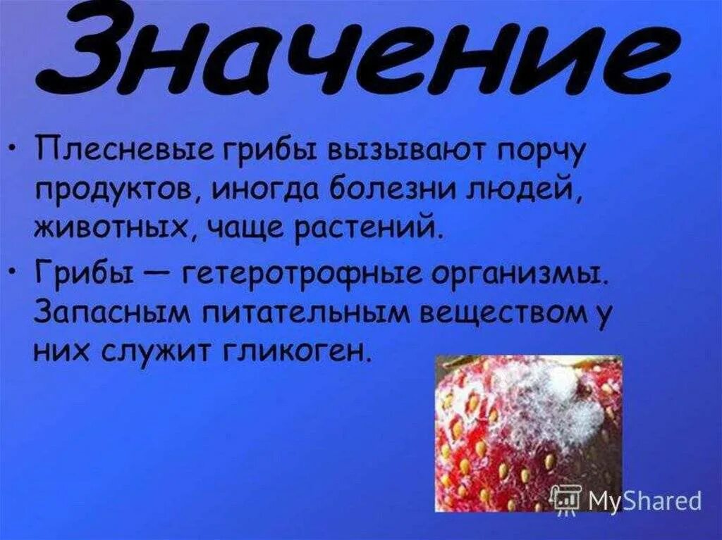 Какое значение дрожжей. Значение плесневых грибов в природе. значение плесневых грибов. плесневелые грибы значение в природе. значение плесневых грибов в природе и жизни человека.