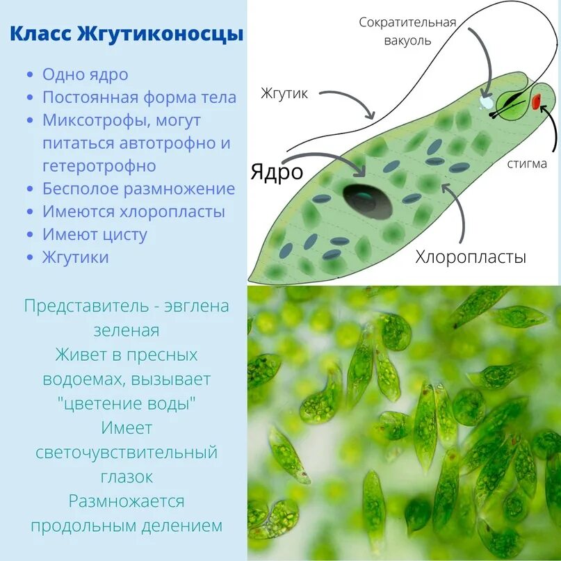 Хлоропласты жгутики. Класс жгутиконосцы эвглена зеленая. Жгутиконосцы эвглена зеленая Бодо. Органоиды эвглены зеленой. Органоиды движения эвглены зеленой.