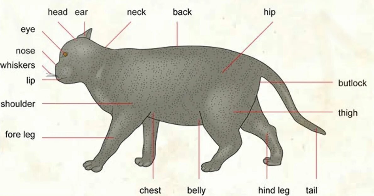 Как по английски будет котик. Части тела кота на английском языке с переводом. Части тела животных на английском языке с переводом. Части тела кошки. Название частей тела кота.